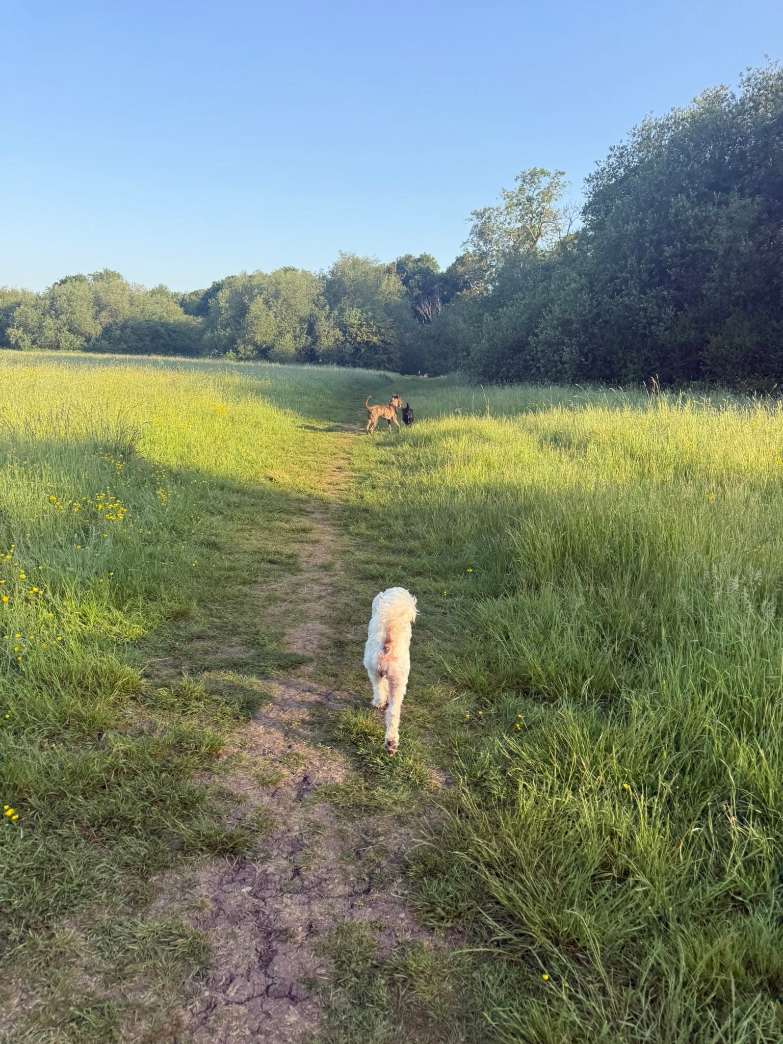 Dogs running together in open field