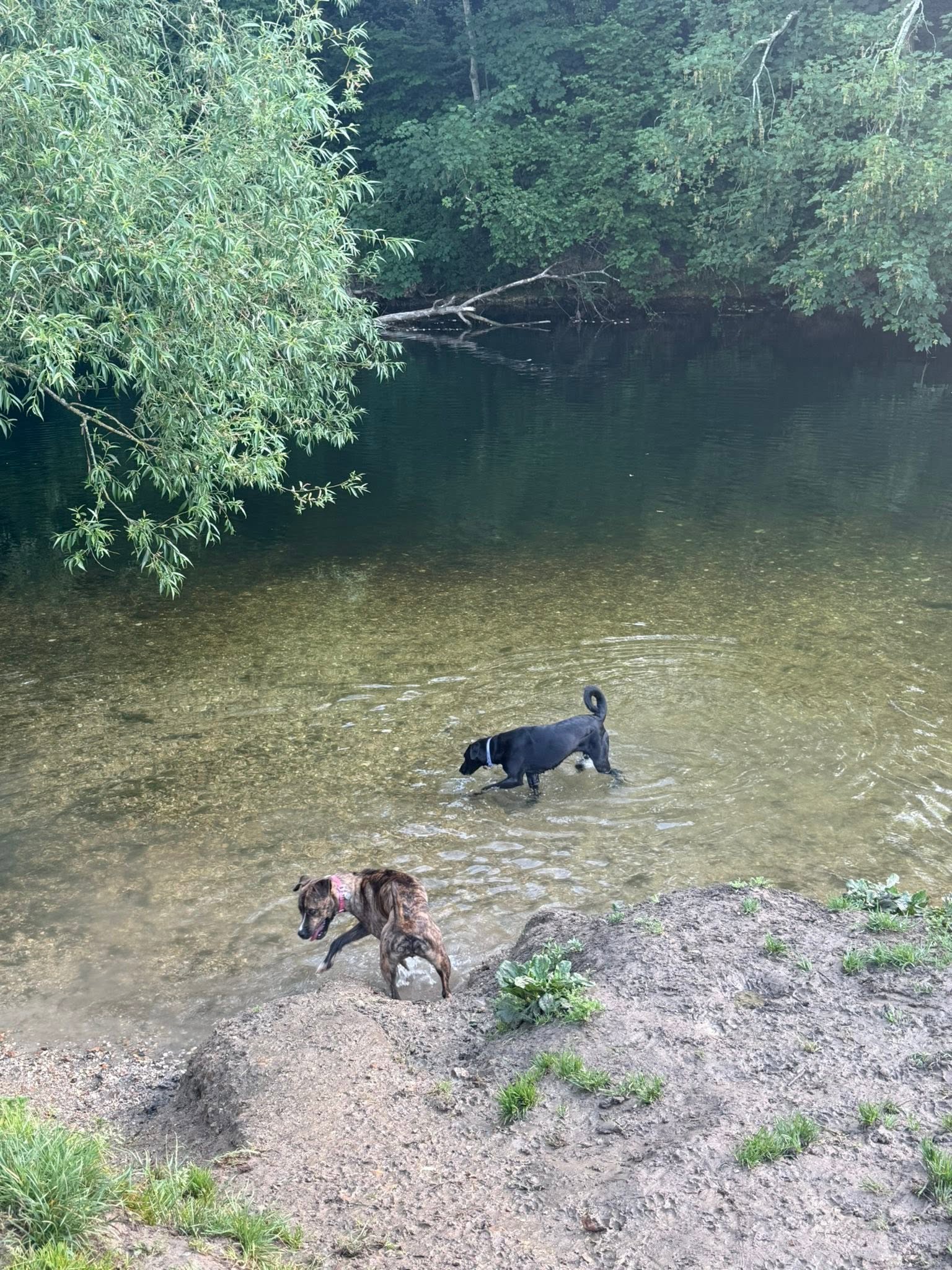 Two dogs playing in shallow river water