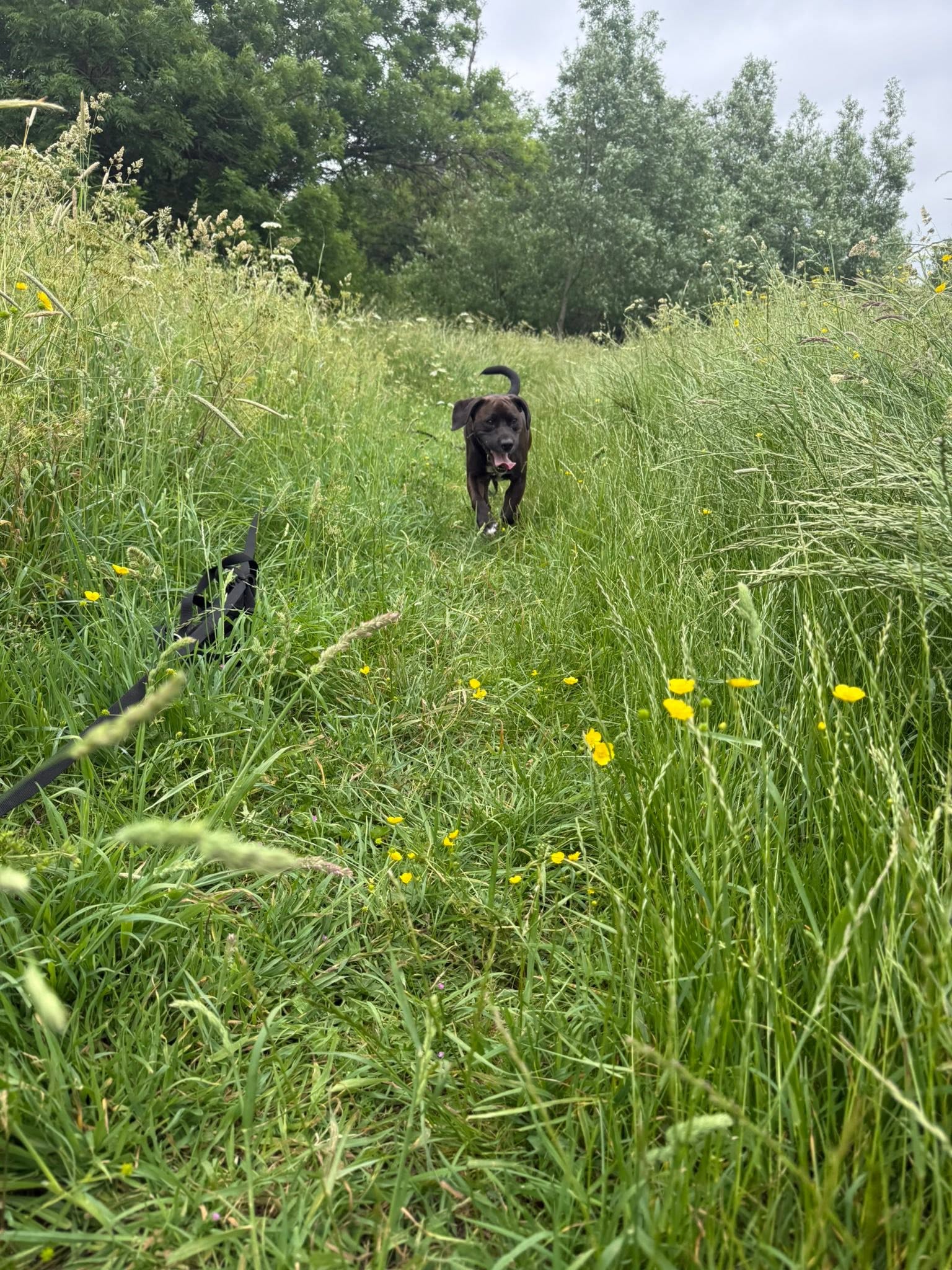 Black dog through wildflower meadow