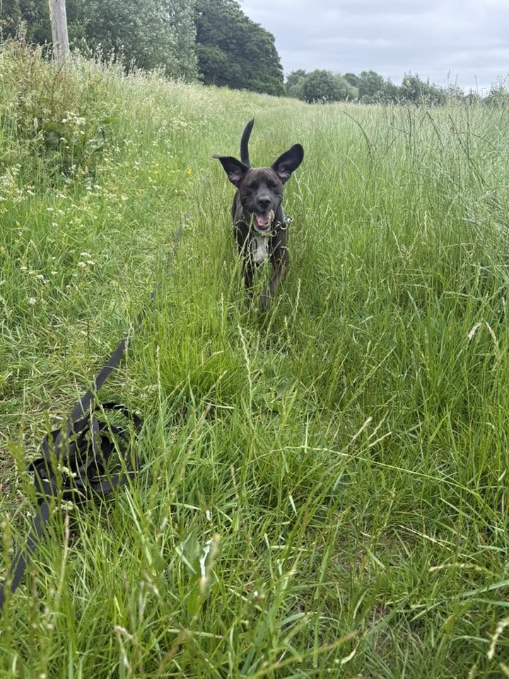 Black dog through tall grass field