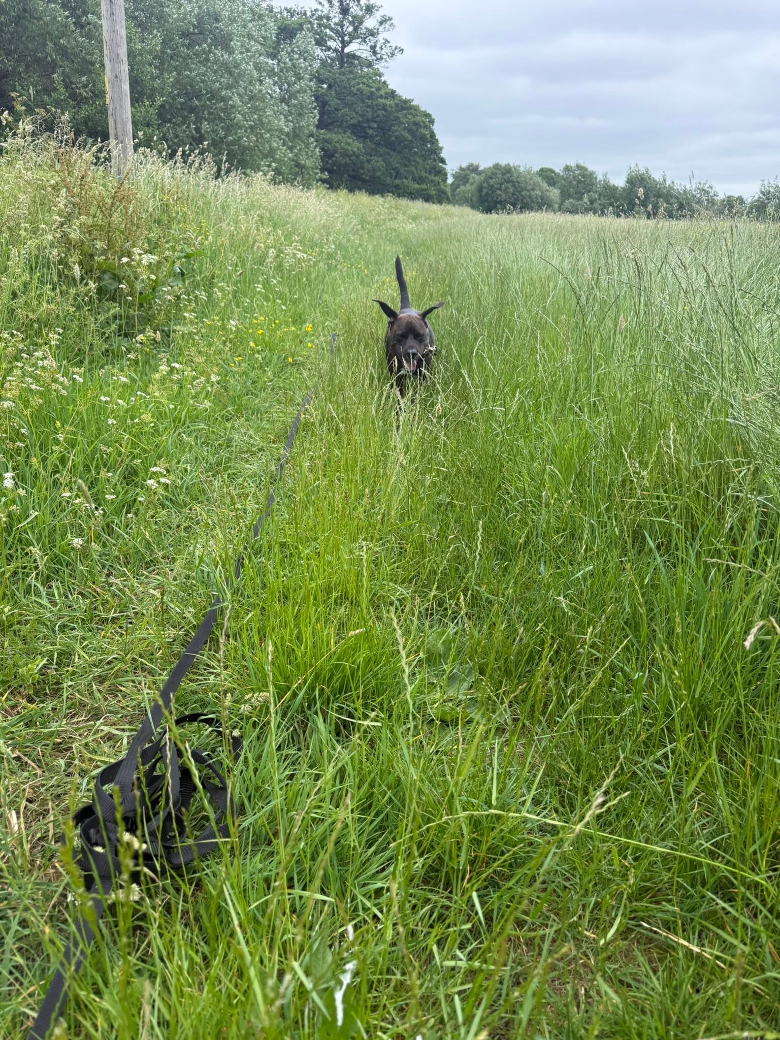 Black dog through tall grass