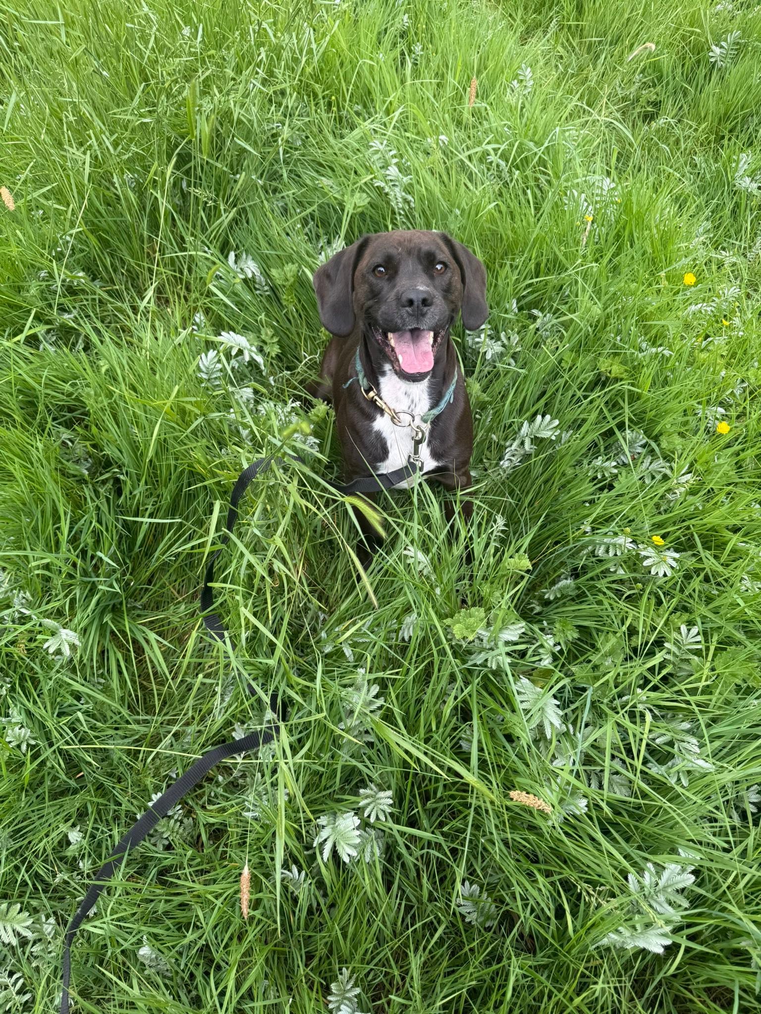 Happy dog
