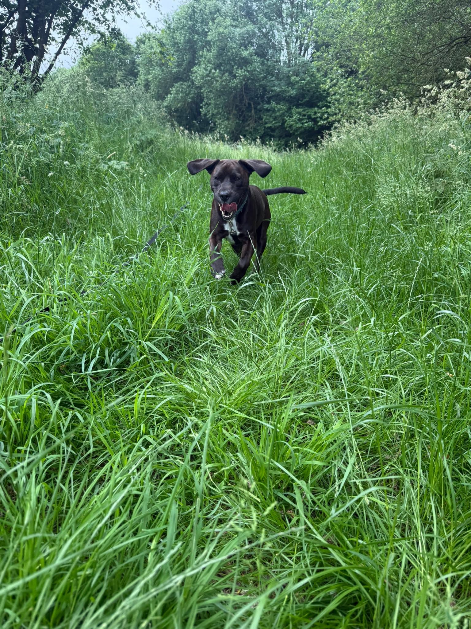 Black dog through tall grass field outdoors