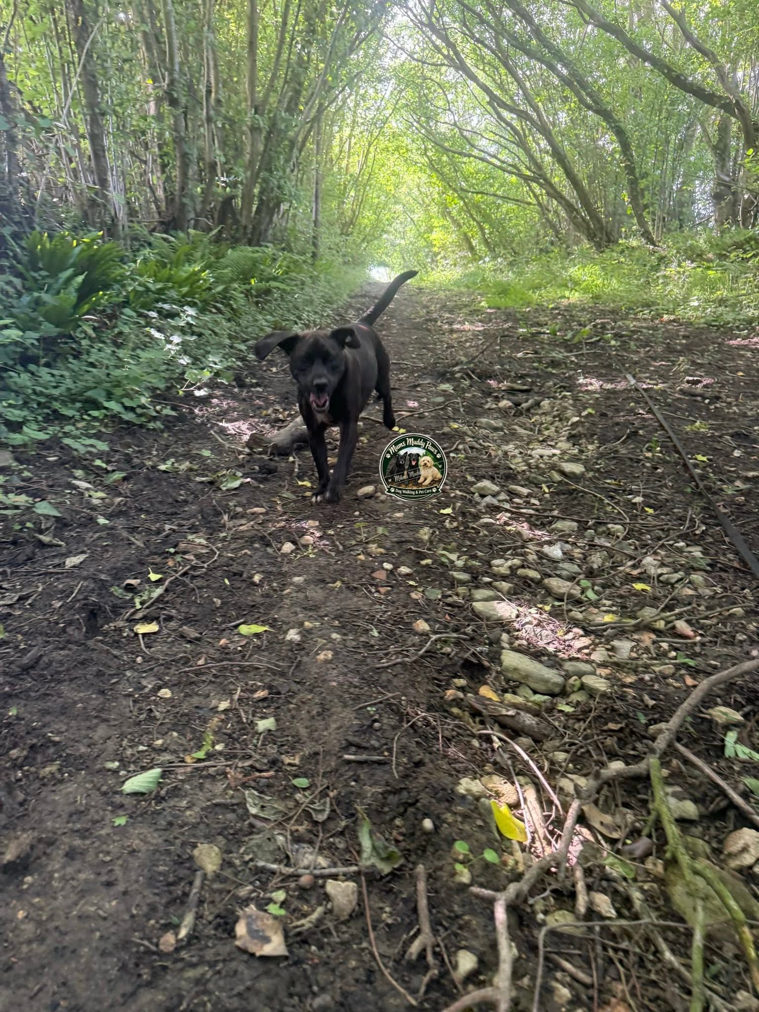 Black dog on woodland trail path