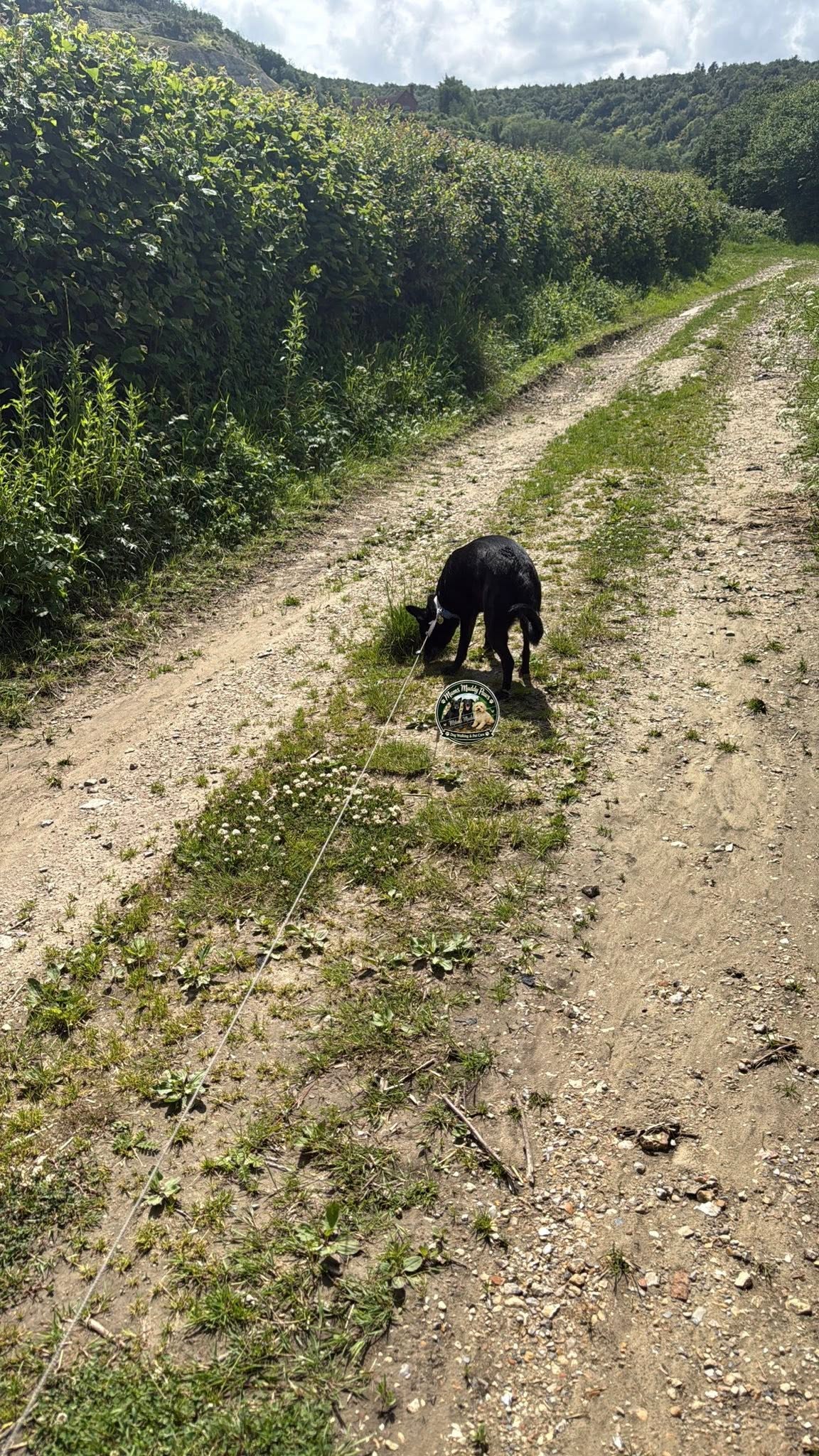 Black dog on leash on forest trail