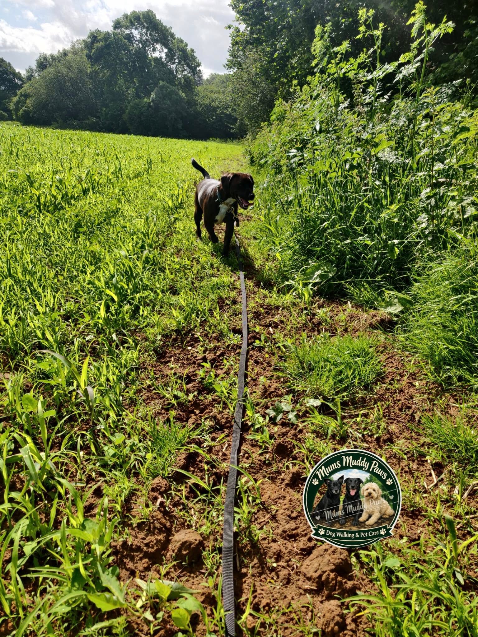 Dog on leash on muddy field path