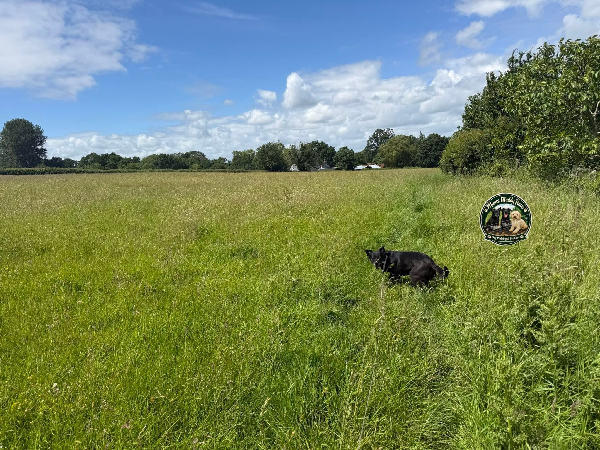 Black dog through green field landscape