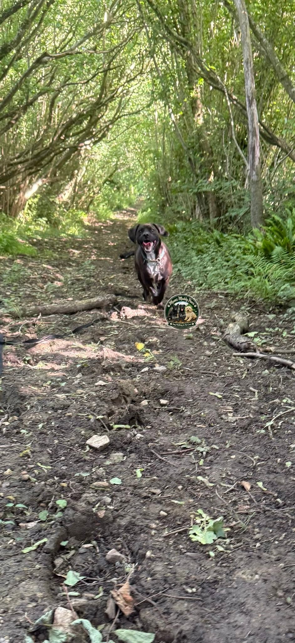 Black dog on forest trail