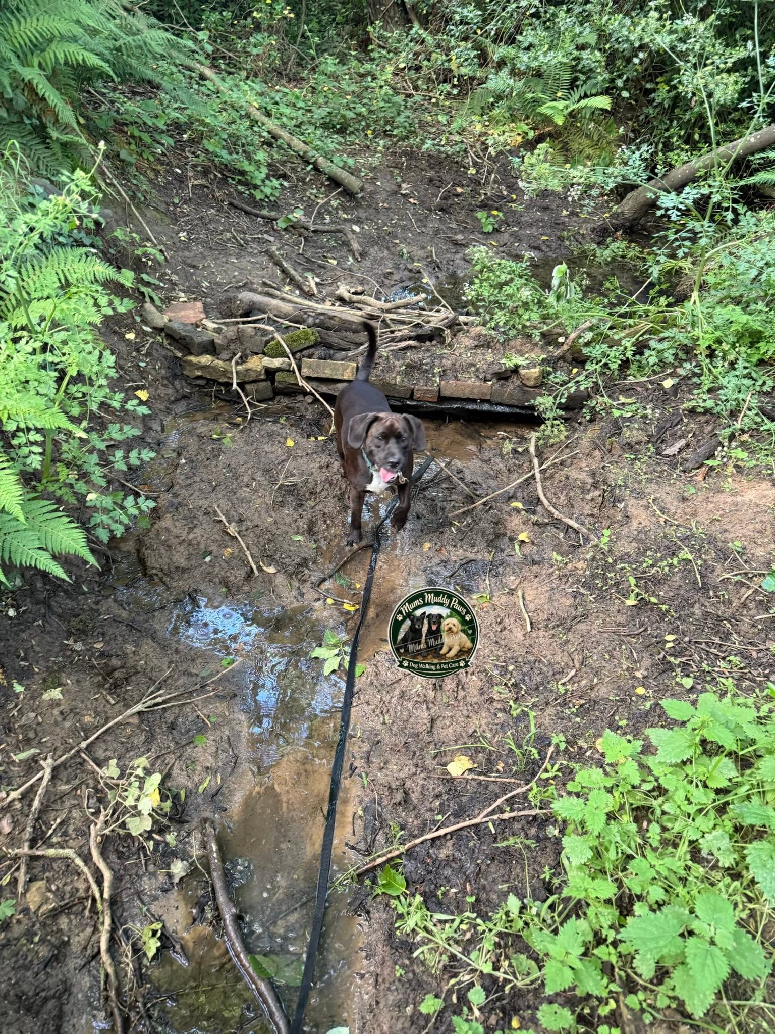 Dog on muddy forest trail with stream