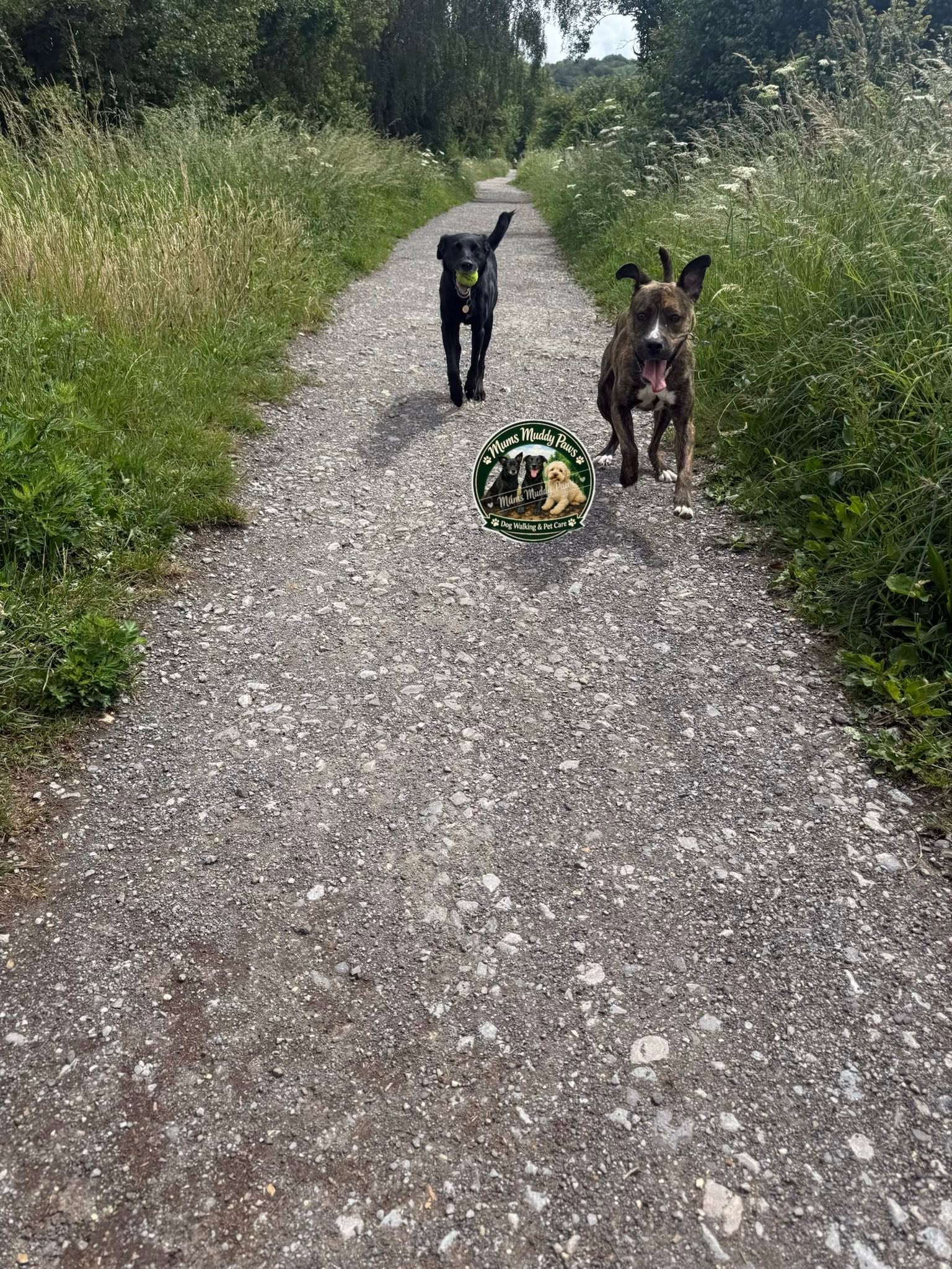 Two dogs on gravel path