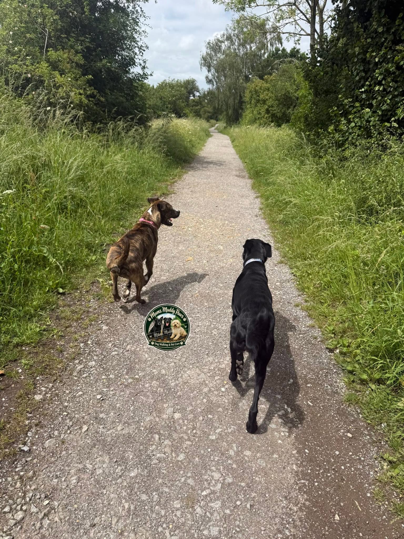 Two dogs on tree lined gravel path