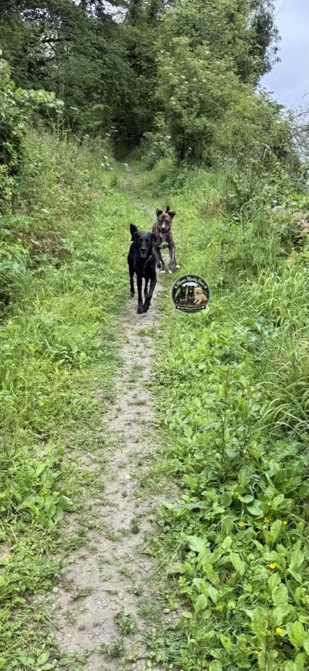 Two black dogs on overgrown forest trail