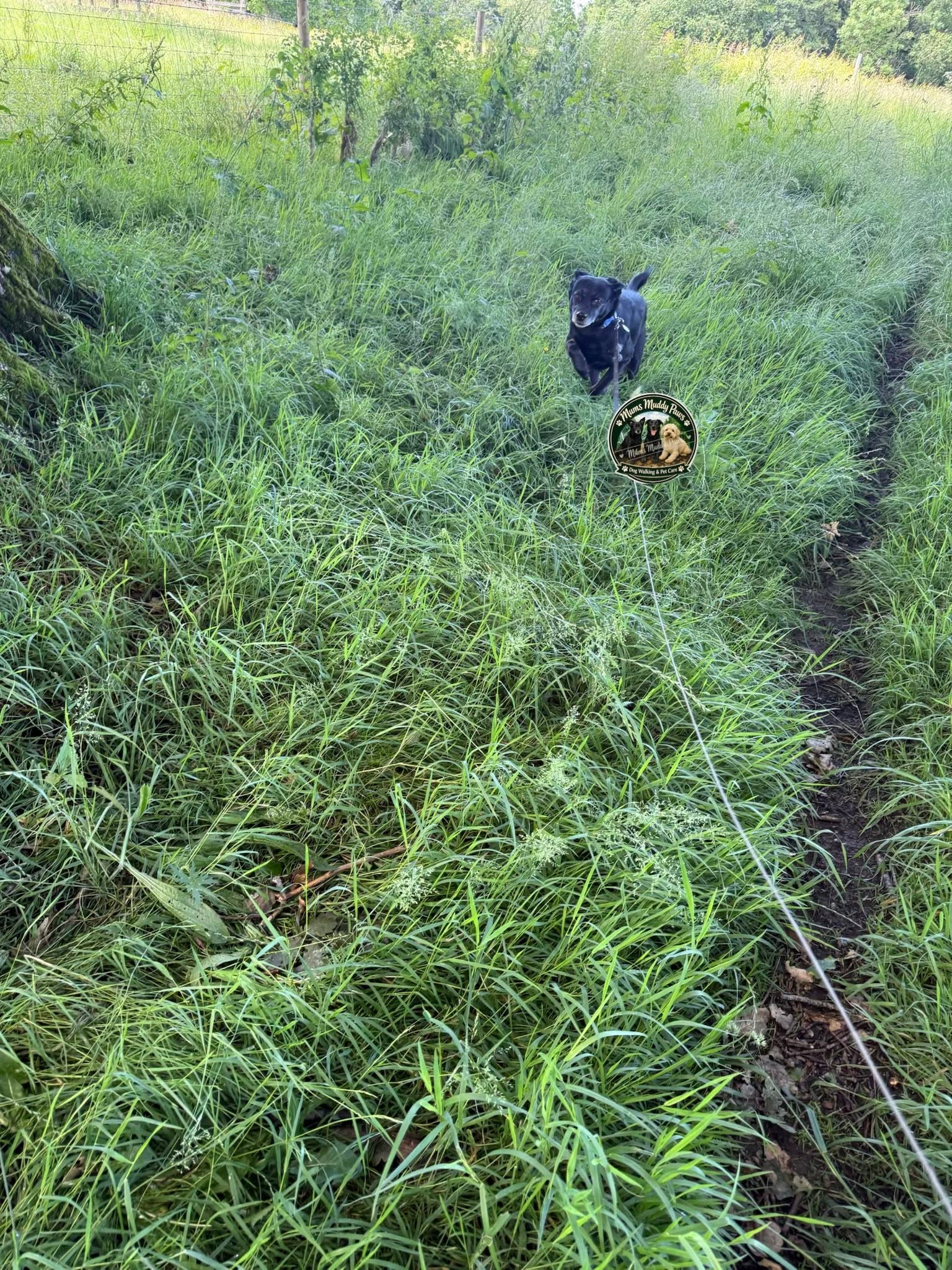 Black dog through overgrown grassy field