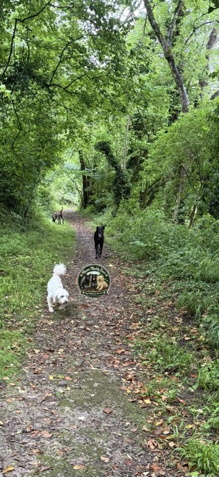 Dog walking services