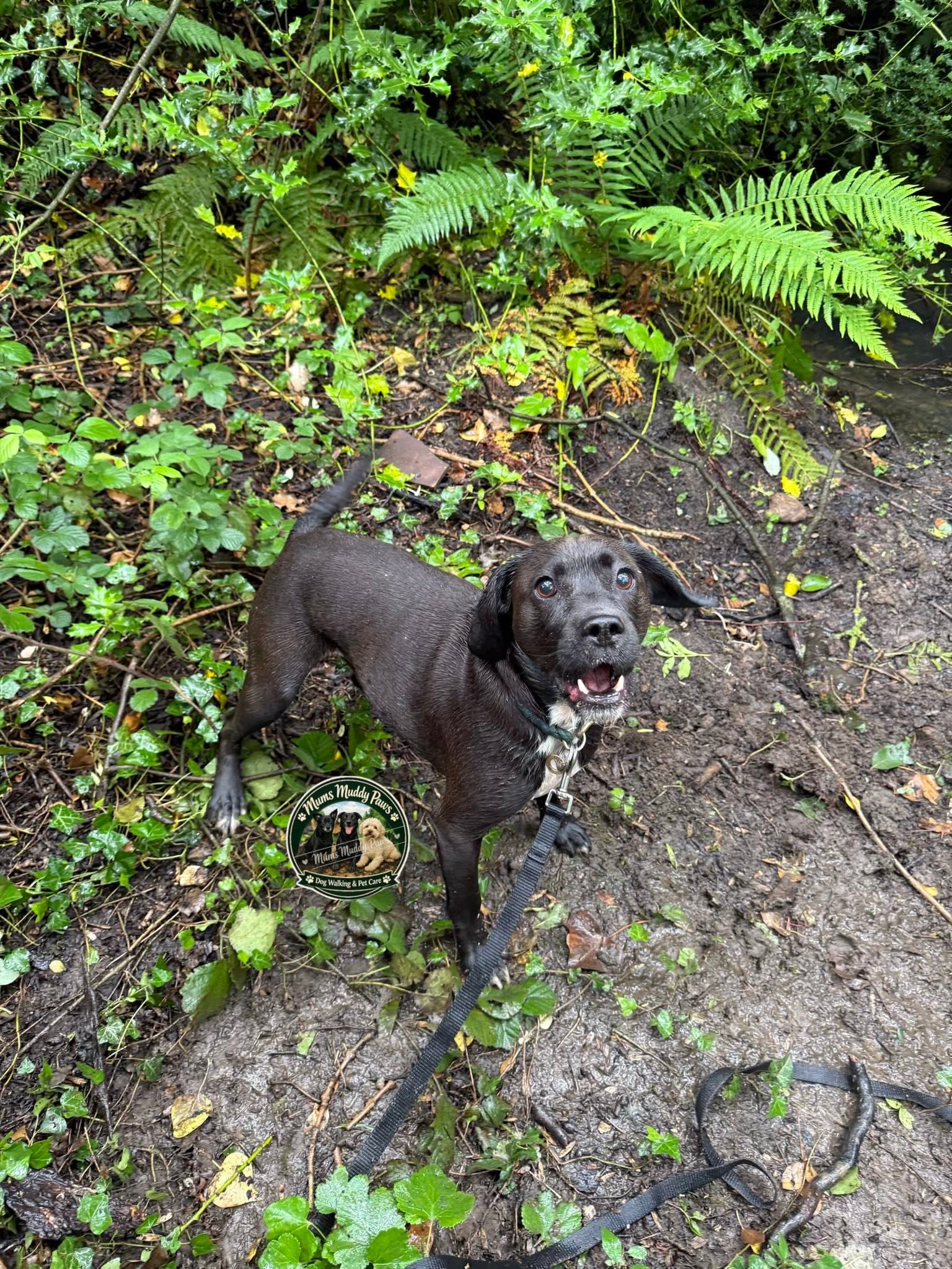 Black dog in overgrown garden path