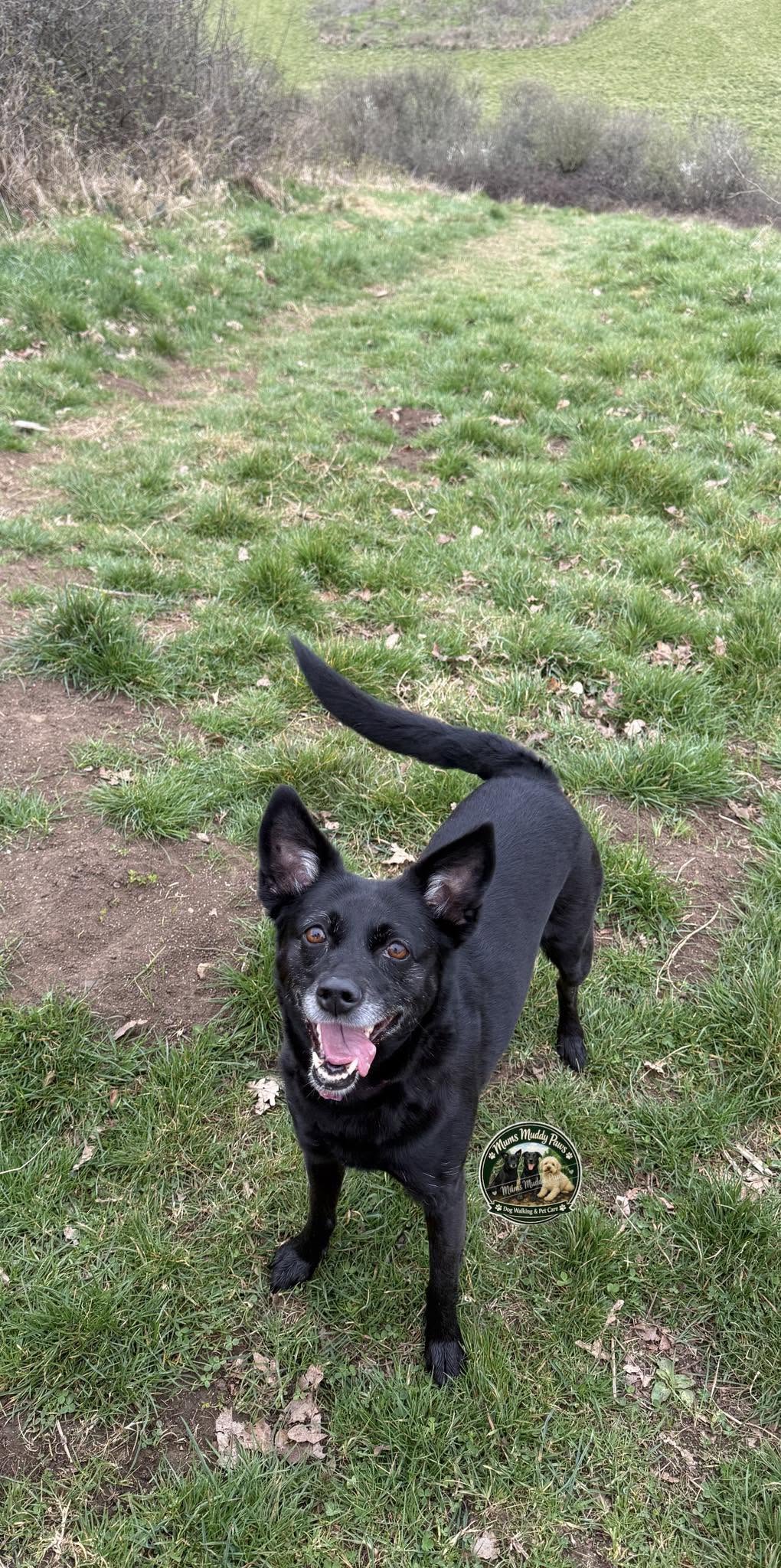 Pop in pet visits