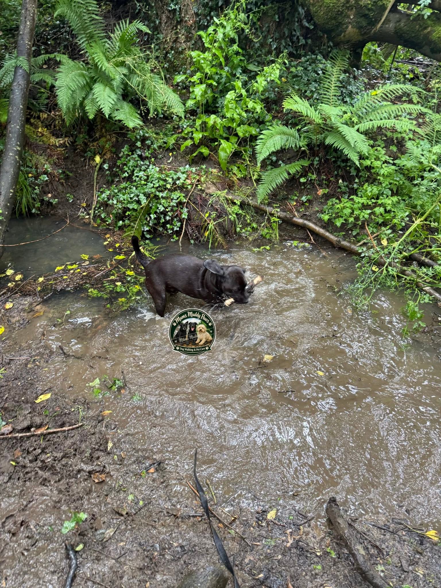 Black dog wading in forest stream