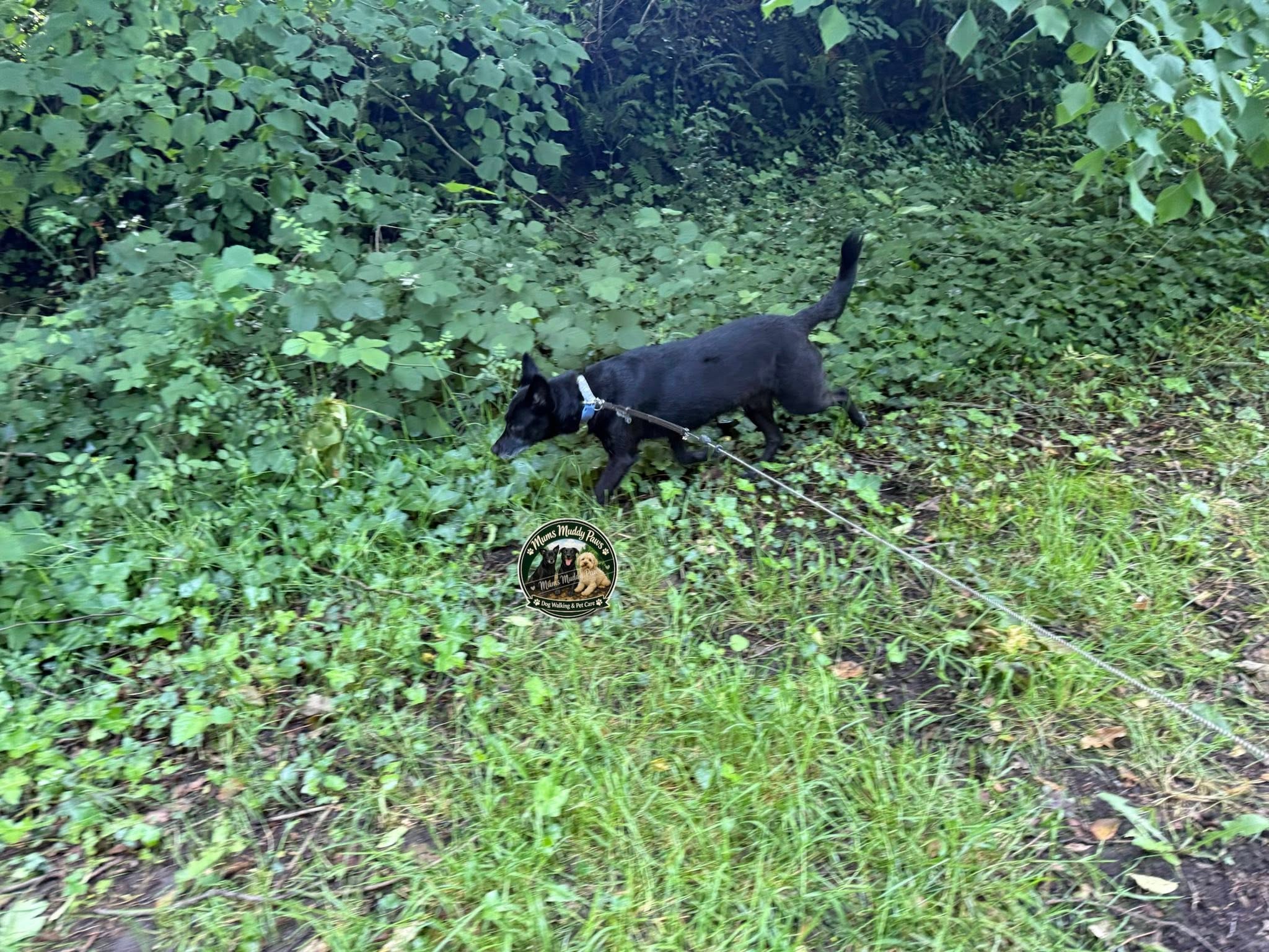 Black dog on leash in overgrown garden path