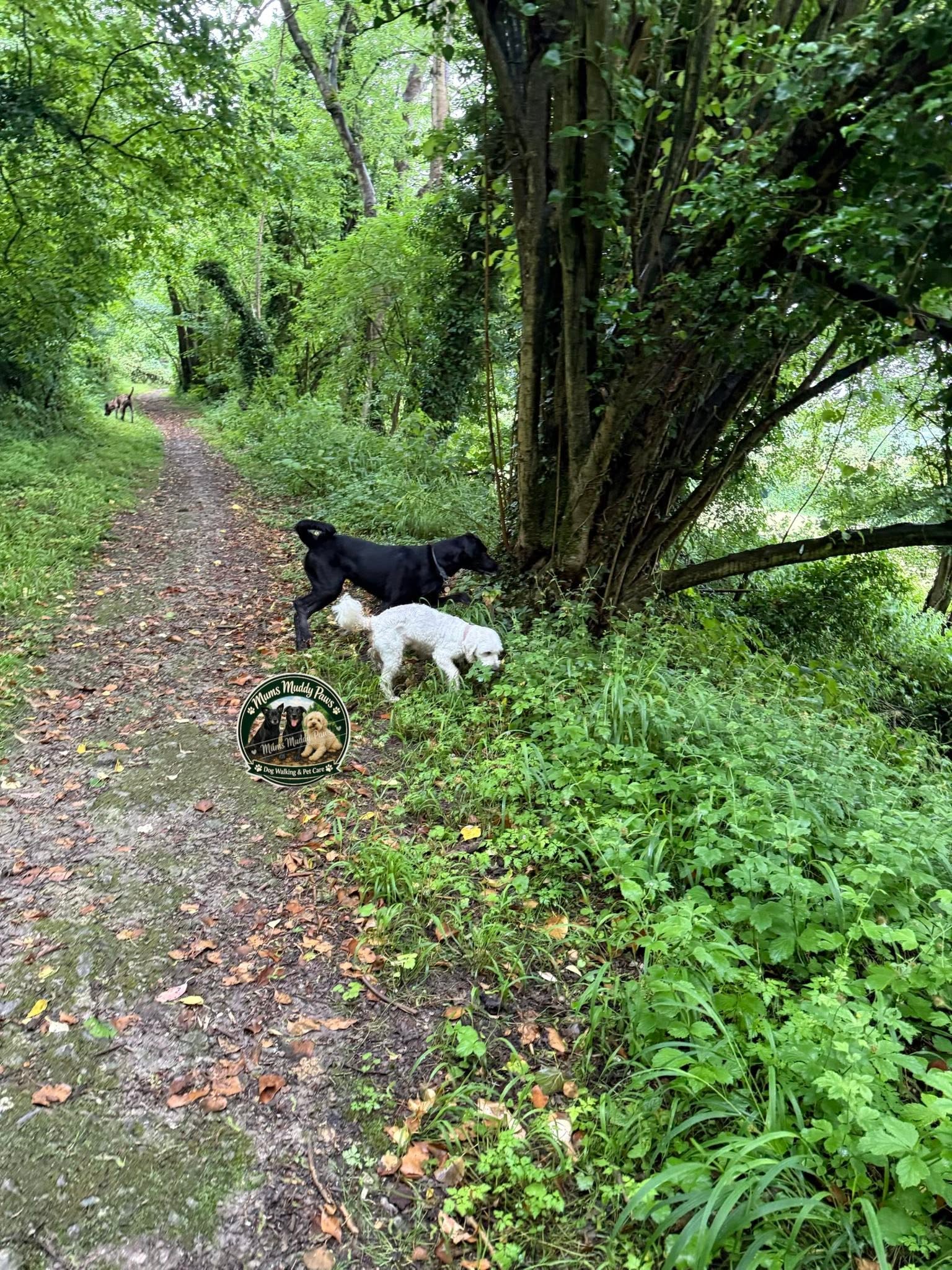 Two dogs on woodland path