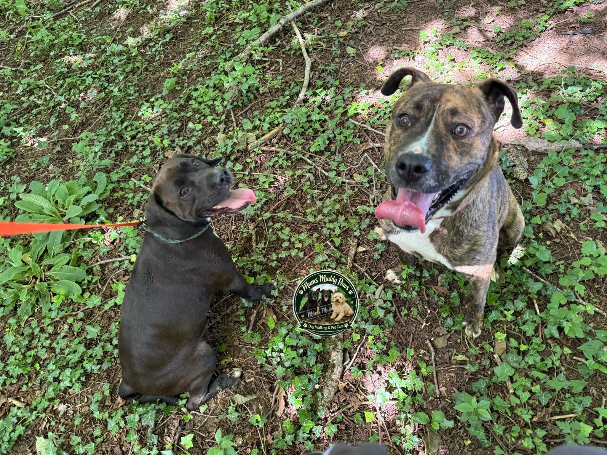 Two happy dogs on leash