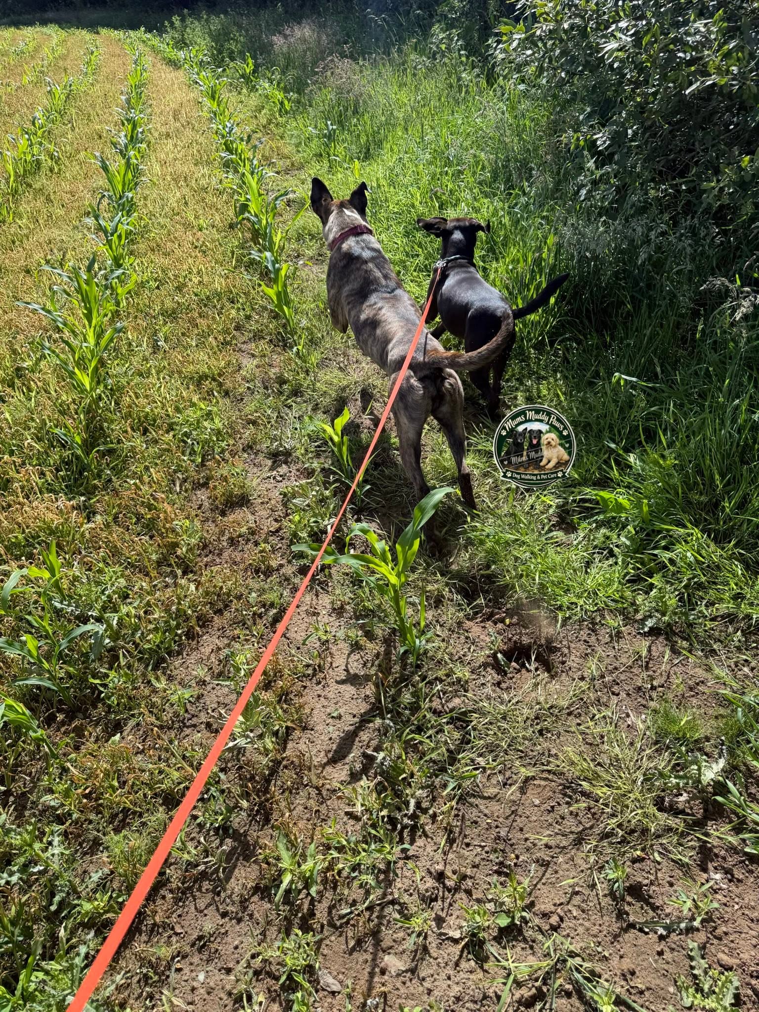 Two dogs on leash through overgrown field